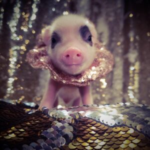 go home, pig, all grown, tiny pig