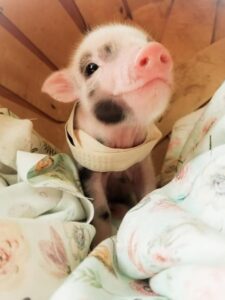 mini pig
