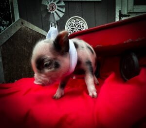 teacup mini pig piglet micro