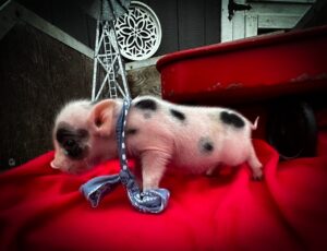 teacup mini pig piglet micro