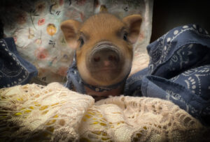mini pig teacup pig