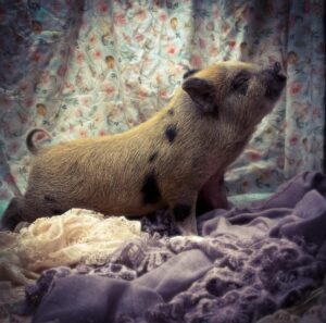 mini pig for sale