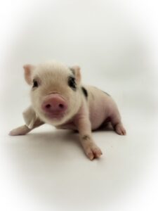 pet mini teacup pig