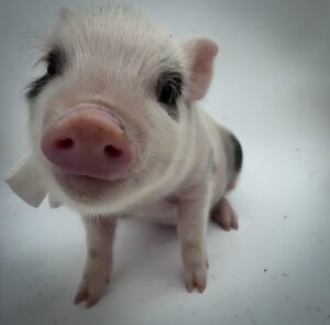 pet mini teacup pig