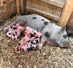 mini pig babies piglet teacup