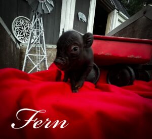 teacup mini pig