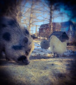 teacup pig, mini pig, pet pig