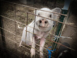 mini pig, teacup pig, micro pig, piggy, piglet, pet pig, mini pig