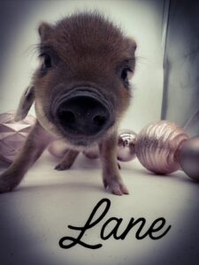 pet pig, teacup pig, teacup piglet, micro, mini, premie, piggy