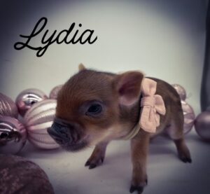 pet pig, teacup pig, teacup piglet, micro, mini, premie, piggy