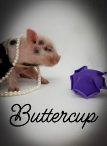 teacup mini pig piglet baby pig