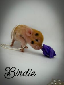 mini pig, piglet, pigs, baby pig, micro pig, teacup pig, piglets