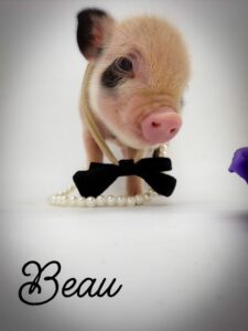 teacup mini pig piglet baby pig