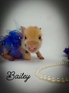 mini pig, pet pig, teAcup pig