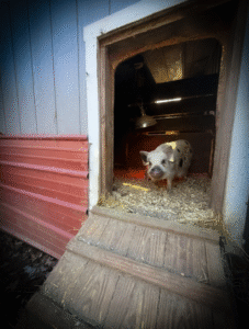 teacup mini pig, mini pig, teacup, piglet, piggy, miniature pig, pet pig