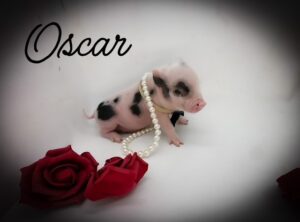 spotted pet baby pig