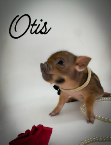 otis mini pic with collar, rose, and pearls