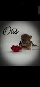 otis mini pig with pearl necklace and rose