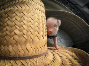 mini piglet teacup pig micro pig on straw hat