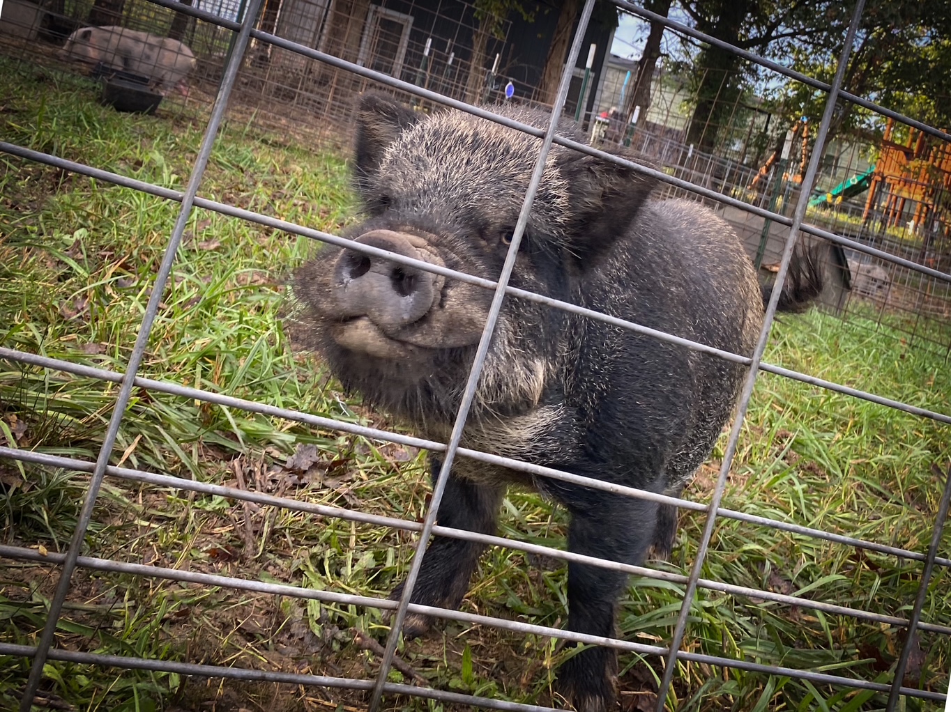 mini pig, teacup pig, pet pig, micro pig, piglet, baby pig, pet pig for sale