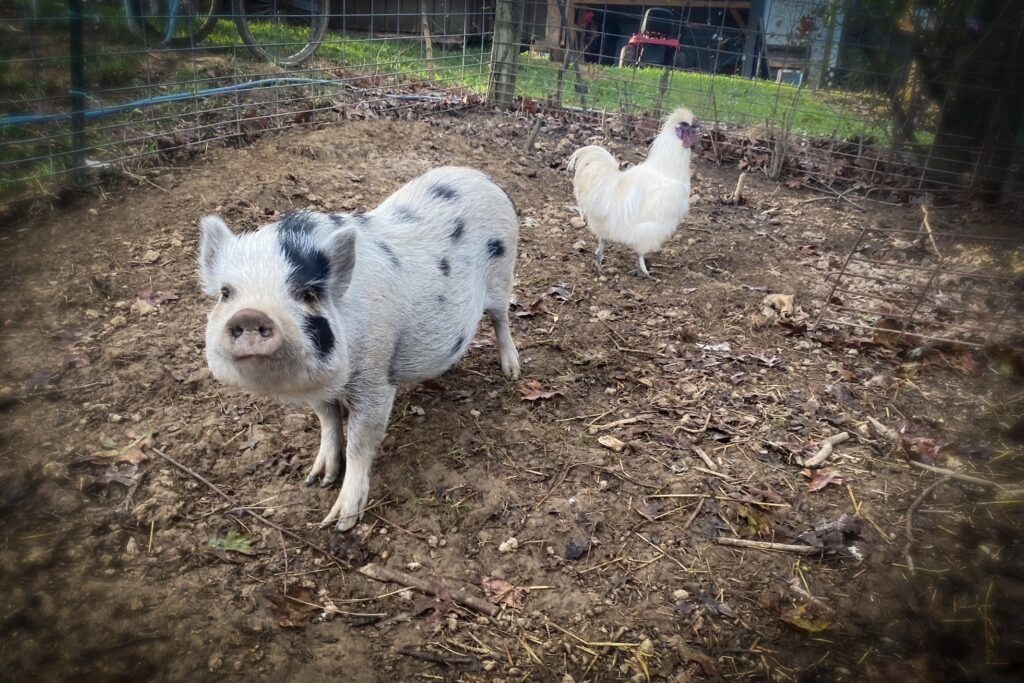 mini pig, teacup pig, pet pig, micro pig, piglet, baby pig, pet pig for sale