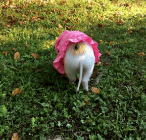 pink dress of white and orange mini piglet