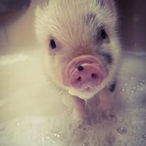 baby pig in bath tub bubbles
