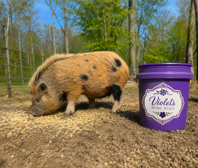 pet mini pig
