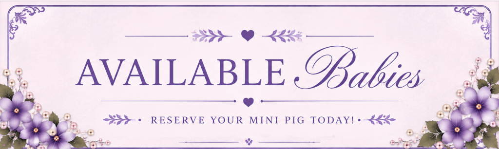 juliana-tiny-pet-pig-teacup