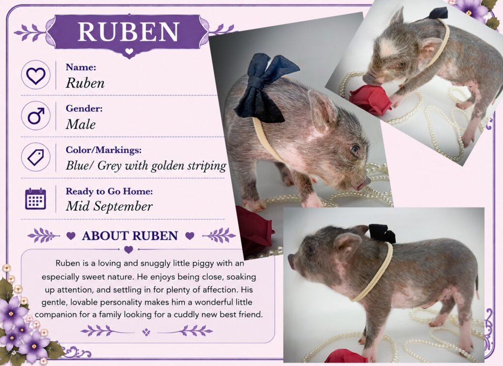 reuben-pet-pig-mini-pig