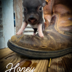 Honey, tiny black female mini piglet standing on a brown work boot for size comparison