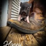 Honey, tiny black female mini piglet with pink feet standing on a work boot for size comparison