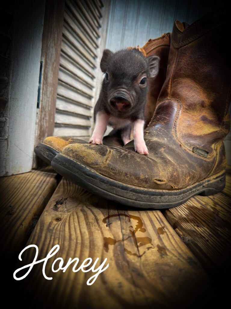 Honey, tiny black female mini piglet with pink feet standing on a work boot for size comparison
