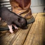 Honey, tiny black female mini piglet with pink feet exploring beside a work boot