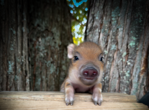 Brown mini piglet resting its front hooves on a wooden ledge between tree trunks