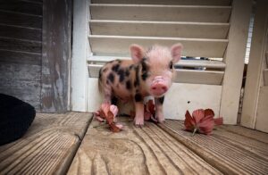Pepper, a pink-and-black spotted male Juliana piglet facing the camera on a wooden backdrop