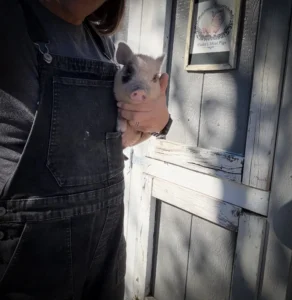 Pepper, spotted male Juliana piglet being held beside the Violet’s Mini Pigs sign