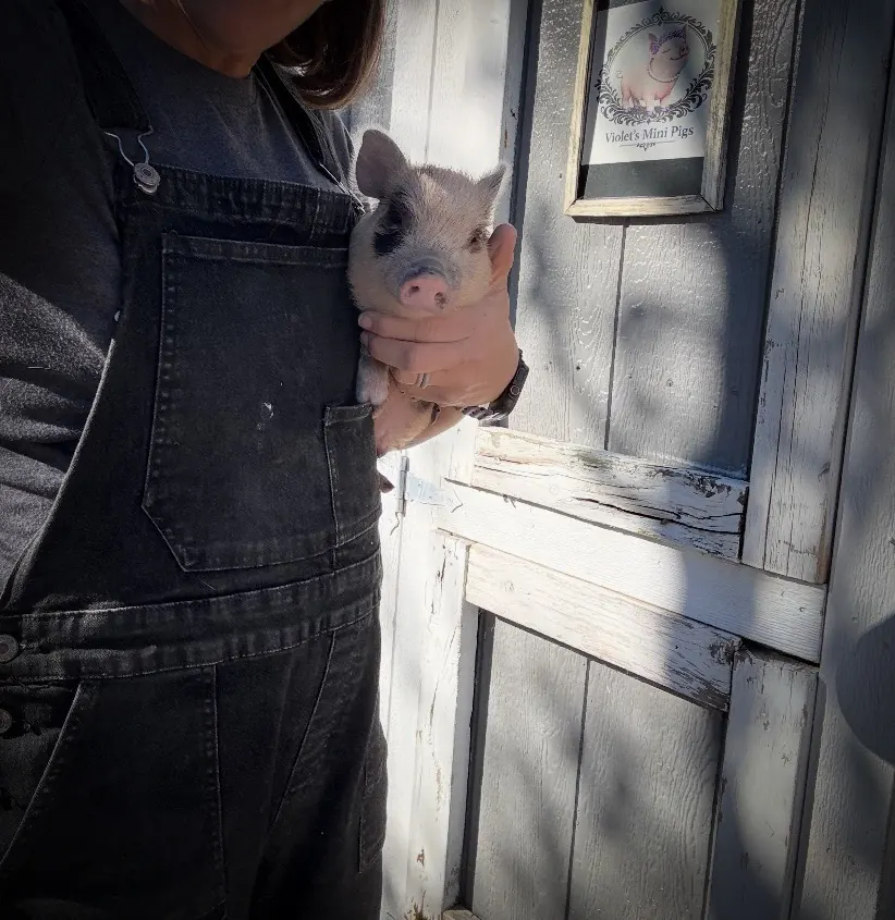 Pepper, spotted male Juliana piglet being held beside the Violet’s Mini Pigs sign