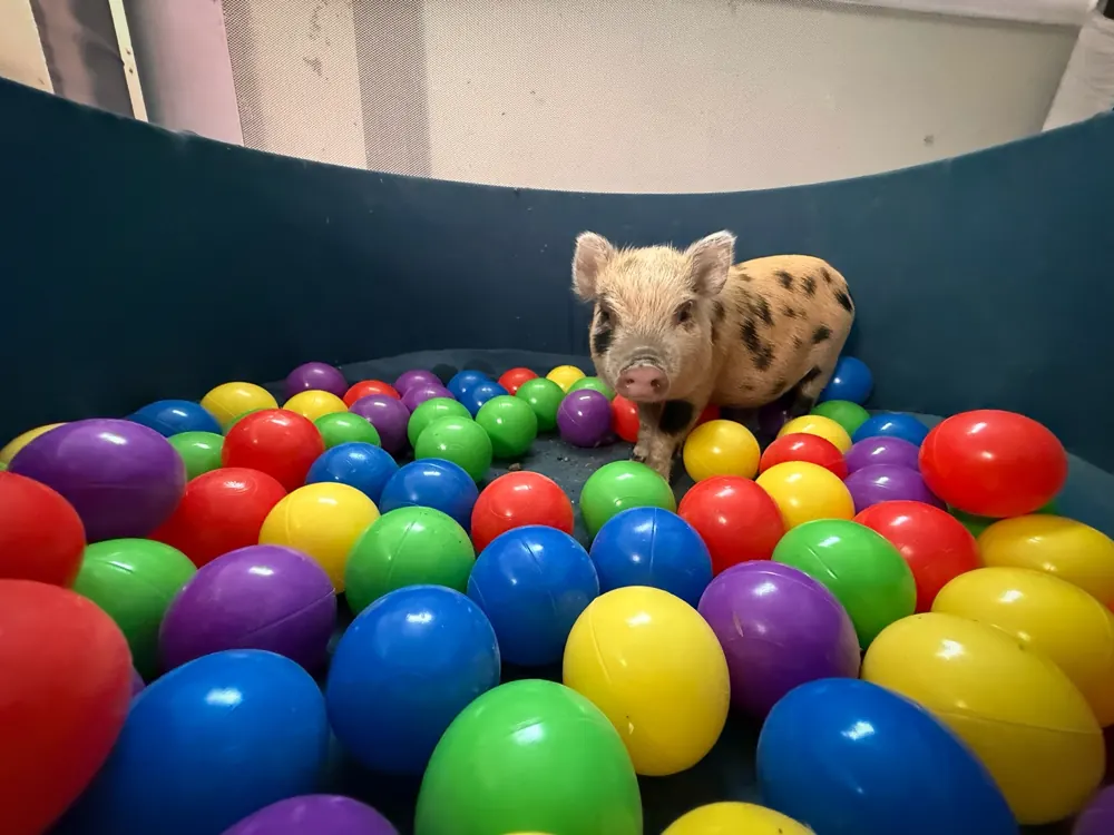 Pepper standing among colorful play balls
