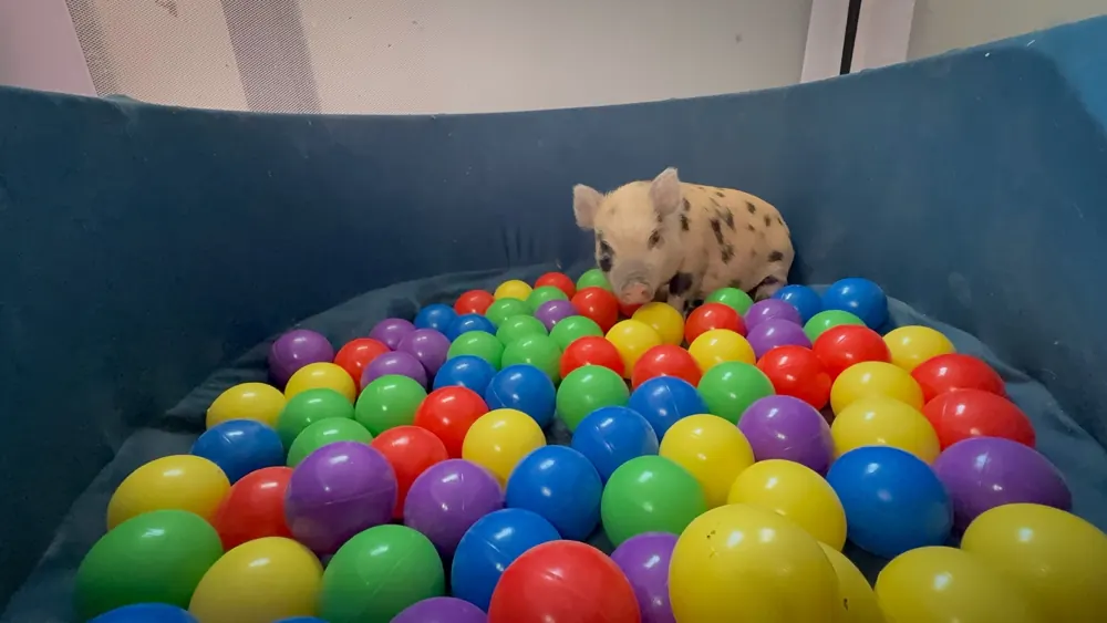 Pepper exploring his colorful ball pit