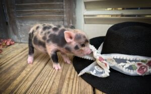 Side view of Pongo, a spotted male Juliana piglet beside a black hat