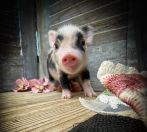 Close-up of Pongo’s face and pink snout, a male Juliana piglet