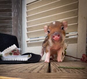 Prince, a brown-and-black spotted male Juliana piglet facing the camera beside a black hat