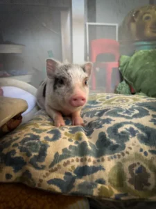 Remington, spotted male Juliana piglet resting on a patterned cushion