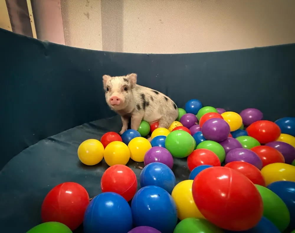Remington playing among colorful balls