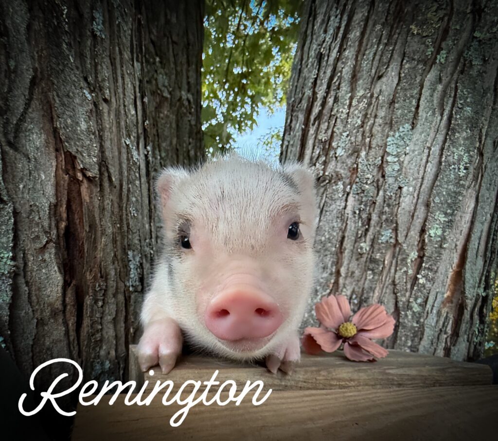 Remington, male Juliana mini piglet