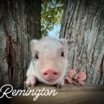 Remington, male Juliana mini piglet