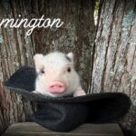 Remington, male Juliana mini piglet