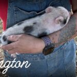 Remington, male Juliana mini piglet