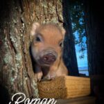 Roman, male Juliana mini piglet